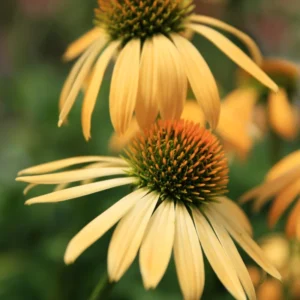 Yellow Coneflower Plants - Live Echinacea Perennial Roots - 4-6 Inches - Flowering Perennial