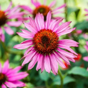 Purple Coneflower Plants - Set of 3 Echinacea Roots Perennial Flowers Outdoor Garden 3-5 Inch