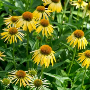 Yellow Coneflower Echinacea Plant Set - 3 Rooted Perennial Flowers - Outdoor Garden