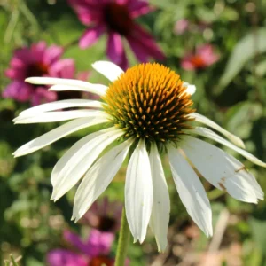 White Coneflower Plant - Live Echinacea Flowering Plant - 5 Inch Tall - Indoor/Outdoor