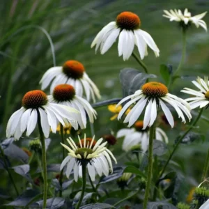 White Coneflower Plant - Live Echinacea Flowering Plant - 5 Inch Tall - Indoor/Outdoor