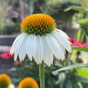 White Coneflower Plant - Live Echinacea Flowering Plant - 5 Inch Tall - Indoor/Outdoor