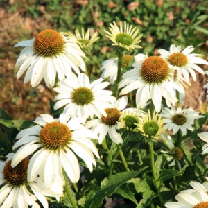 White Coneflower Plant - Live Echinacea Flowering Plant - 5 Inch Tall - Indoor/Outdoor