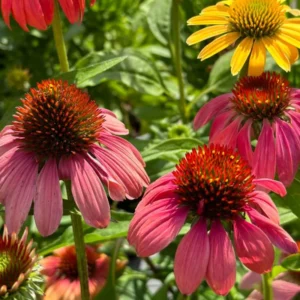 Assorted Coneflower Plant - Echinacea Live Flowering Plants, 5 Inch Tall, Garden Ready
