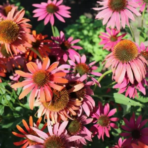 Assorted Coneflower Plant - Echinacea Live Flowering Plants, 5 Inch Tall, Garden Ready