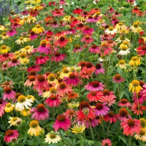 Assorted Coneflower Plant - Echinacea Live Flowering Plants, 5 Inch Tall, Garden Ready