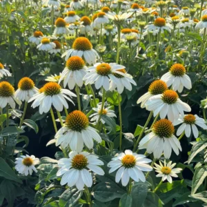 White Echinacea Coneflower Plant - Live Perennial in 3 Inch Pot