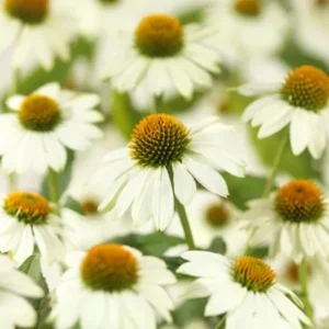 White Echinacea Coneflower Plant - Live Perennial in 3 Inch Pot