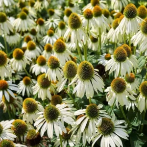 White Echinacea Coneflower Plant - Live Perennial in 3 Inch Pot