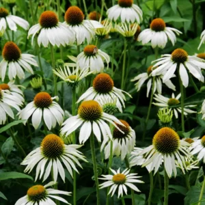 White Echinacea Coneflower Plant - Live Perennial in 3 Inch Pot