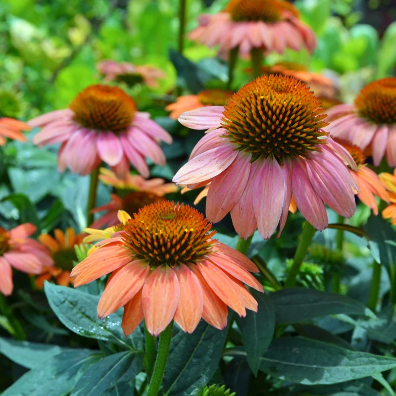 Mixed Echinacea Coneflower Plant Live Perennial 3 Inch Pot Assorted Colors