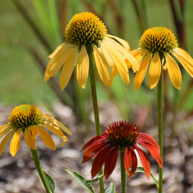 Mixed Echinacea Coneflower Plant Live Perennial 3 Inch Pot Assorted Colors