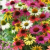 Mixed Echinacea Coneflower Plant Live Perennial 3 Inch Pot Assorted Colors