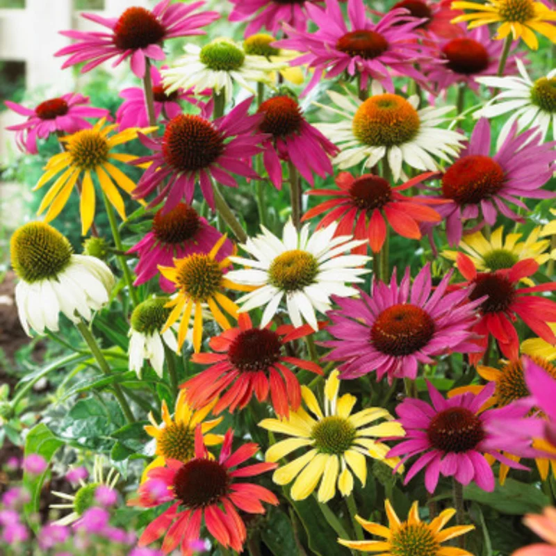 Mixed Echinacea Coneflower Plant Live Perennial 3 Inch Pot Assorted Colors