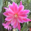 Pink Epiphyllum Orchid Cactus Plants Rooted 5-7 Inches Houseplant Indoor Outdoor