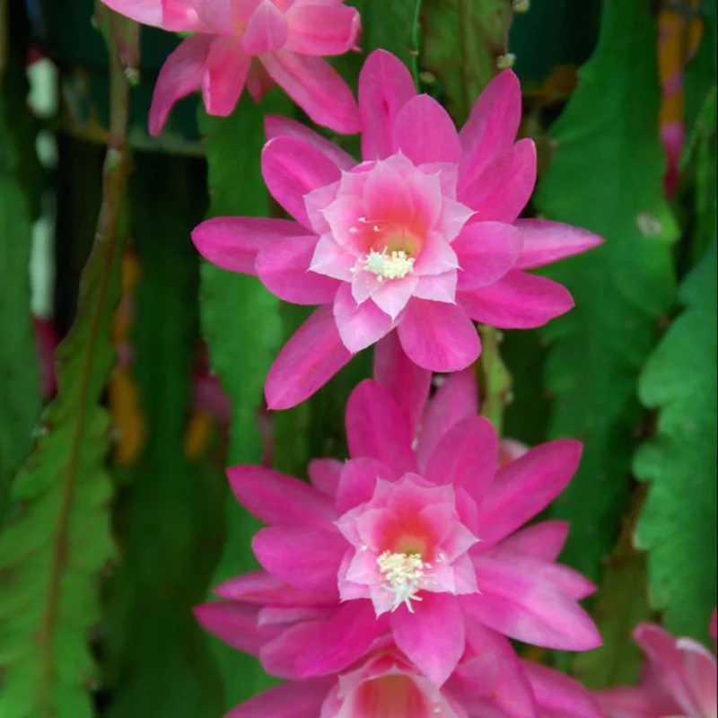 Pink Epiphyllum Orchid Cactus Plants Rooted 5-7 Inches Houseplant Indoor Outdoor