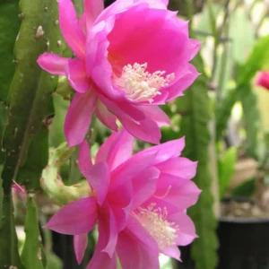 Pink Epiphyllum Orchid Cactus Plants Rooted 5-7 Inches Houseplant Indoor Outdoor