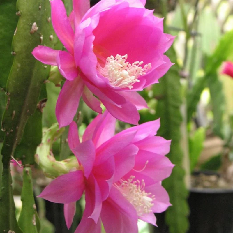 Pink Epiphyllum Orchid Cactus Plants Rooted 5-7 Inches Houseplant Indoor Outdoor