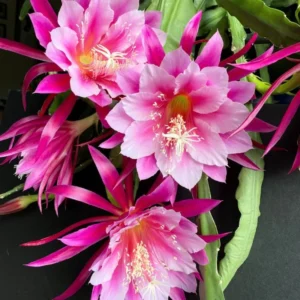 Pink Epiphyllum Orchid Cactus Plants Rooted 5-7 Inches Houseplant Indoor Outdoor