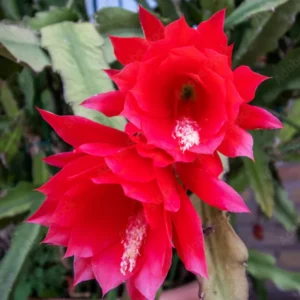 Red Epiphyllum Orchid Cactus Plants - 2 Rooted Houseplant Indoor/Outdoor 5-7 Inches