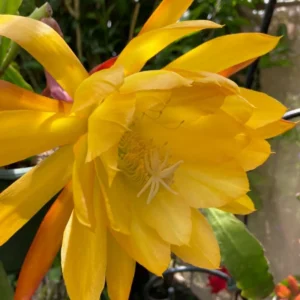 Yellow Epiphyllum Orchid Cactus Plants - Rooted Houseplant Indoor Outdoor 5-7 Inches