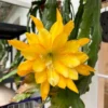 Yellow Epiphyllum Orchid Cactus Plants - Rooted Houseplant Indoor Outdoor 5-7 Inches