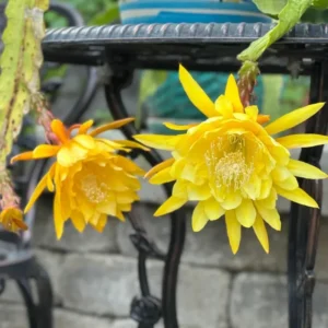 Yellow Epiphyllum Orchid Cactus Plants - Rooted Houseplant Indoor Outdoor 5-7 Inches
