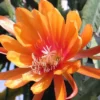 Orange Epiphyllum Plants Rooted Orchid Cactus Houseplant 5-7in Indoor Outdoor