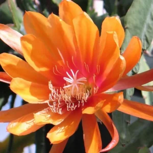 Orange Epiphyllum Plants Rooted Orchid Cactus Houseplant 5-7in Indoor Outdoor