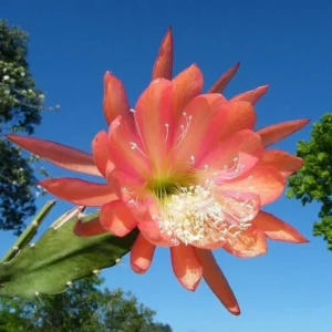 Orange Epiphyllum Plants Rooted Orchid Cactus Houseplant 5-7in Indoor Outdoor