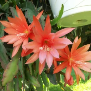 Orange Epiphyllum Plants Rooted Orchid Cactus Houseplant 5-7in Indoor Outdoor