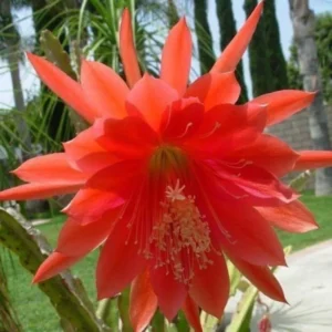 Orange Epiphyllum Plants Rooted Orchid Cactus Houseplant 5-7in Indoor Outdoor