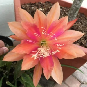 Salmon Epiphyllum Orchid Cactus Plants Rooted 5-7 Inches Houseplant