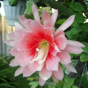 Salmon Epiphyllum Orchid Cactus Plants Rooted 5-7 Inches Houseplant