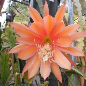 Salmon Epiphyllum Orchid Cactus Plants Rooted 5-7 Inches Houseplant