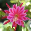 Pink Epiphyllum Orchid Cactus Plant - Live Succulent - 5 Inch Tall - Indoor Growing