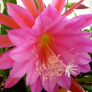 Pink Epiphyllum Orchid Cactus Plant - Live Succulent - 5 Inch Tall - Indoor Growing