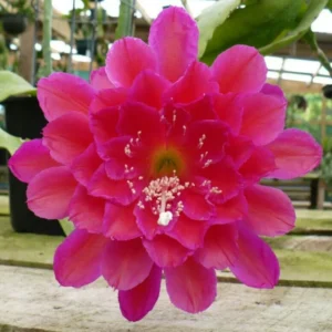 Pink Epiphyllum Orchid Cactus Plant - Live Succulent - 5 Inch Tall - Indoor Growing