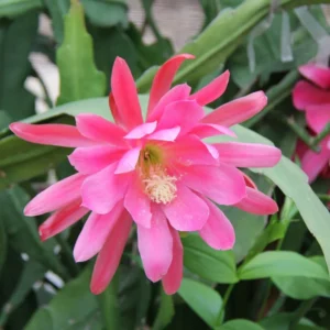 Pink Epiphyllum Orchid Cactus Plant - Live Succulent - 5 Inch Tall - Indoor Growing