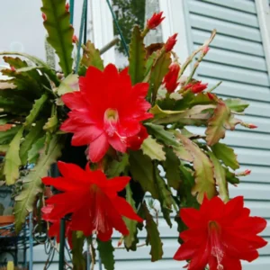 Epiphyllum Orchid Cactus - 2 Red Live Succulent Plants - 5 Inch Indoor Growing
