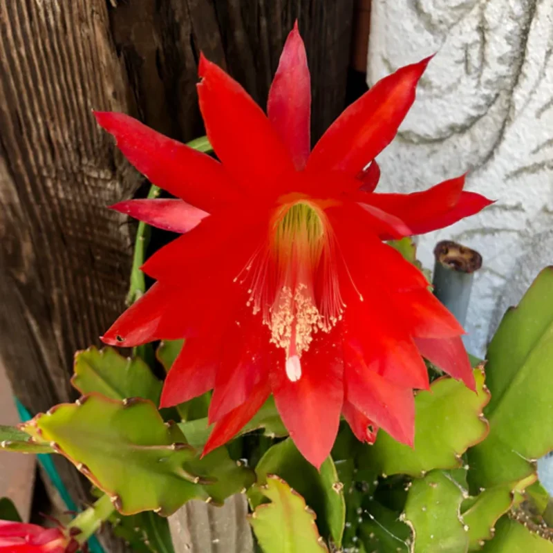 Epiphyllum Orchid Cactus - 2 Red Live Succulent Plants - 5 Inch Indoor Growing