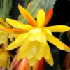 Yellow Epiphyllum Orchid Cactus Plants - Live Indoor Succulents - 5 Inch Tall
