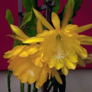 Yellow Epiphyllum Orchid Cactus Plants - Live Indoor Succulents - 5 Inch Tall