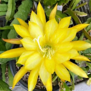 Yellow Epiphyllum Orchid Cactus Plants - Live Indoor Succulents - 5 Inch Tall