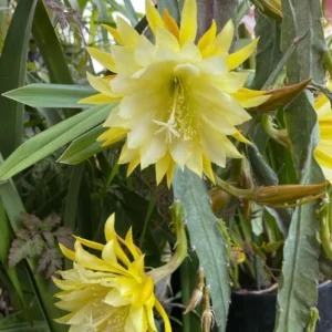 Yellow Epiphyllum Orchid Cactus Plants - Live Indoor Succulents - 5 Inch Tall