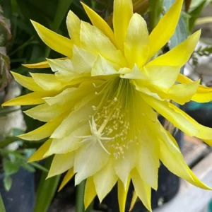 Yellow Epiphyllum Orchid Cactus Plants - Live Indoor Succulents - 5 Inch Tall