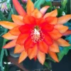 Orange Epiphyllum Orchid Cactus Plants - Live Succulent - 5 Inch Indoor Growing
