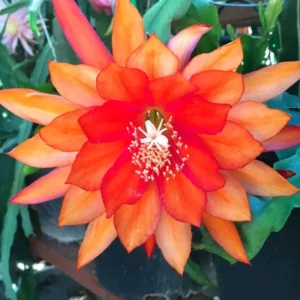 Orange Epiphyllum Orchid Cactus Plants - Live Succulent - 5 Inch Indoor Growing