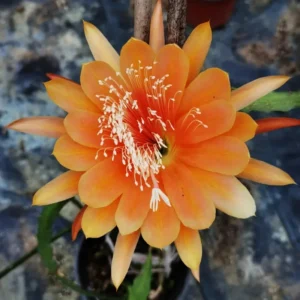 Orange Epiphyllum Orchid Cactus Plants - Live Succulent - 5 Inch Indoor Growing
