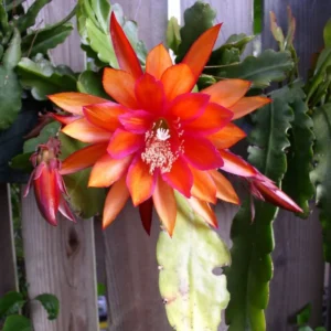 Orange Epiphyllum Orchid Cactus Plants - Live Succulent - 5 Inch Indoor Growing